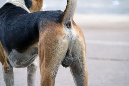 Ass Dog Zoo